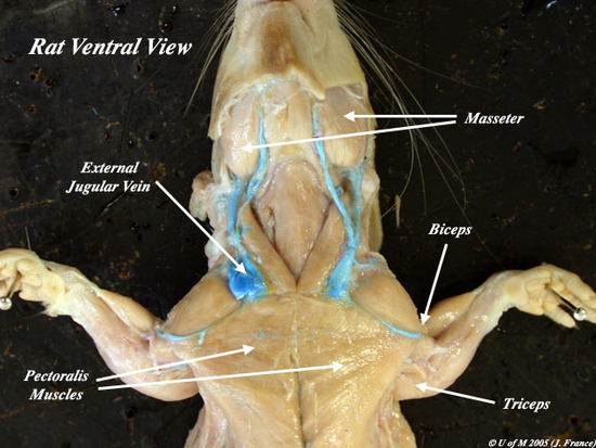 Muscular & Digestive System in the Rat : 네이버 블로그