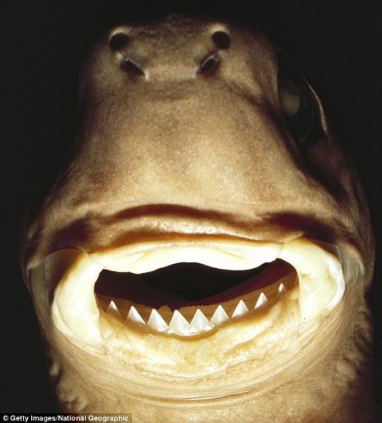 치명적인 상어 종? 카메라보고 웃는 상어 "쿠키커터 상어", cookiecutter shark 네이버 블로그