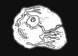 외계인들의 종족별 분류 (외계인 그림있으니까 놀랄지도...) | 인스티즈