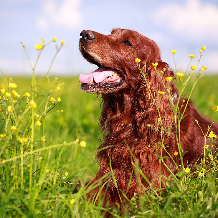 irish setter 893
