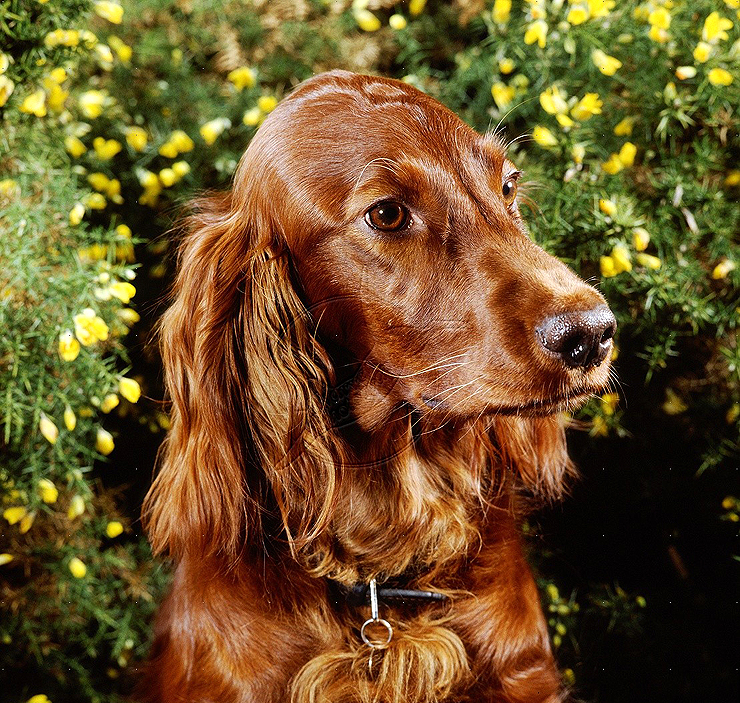 irish setter 896