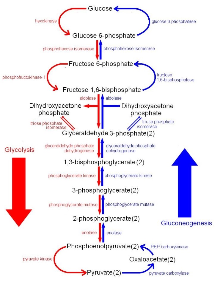 [내분비학] 글루카곤(Glucagon) 2 네이버 블로그