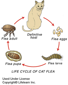 Can U Use Cat Flea Treatment On Dogs Can U Use Cat Flea Treatment On Dogs