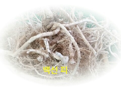 자연산약초 이미지