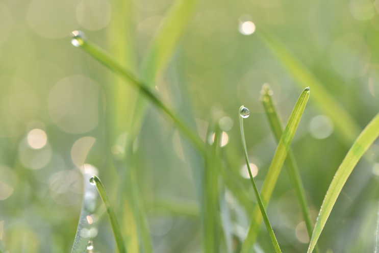 f017_mike_moats_waterdropweed_201512229.