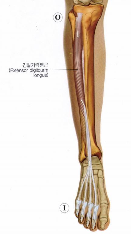 장지신근, 긴발가락폄근, extensor digitorum longus 근육의 작용 : 네이버 블로그