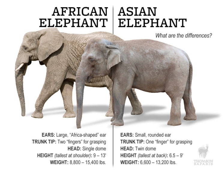 코끼리(Elephas & Loxodonta): 육상최대동물 : 네이버 블로그