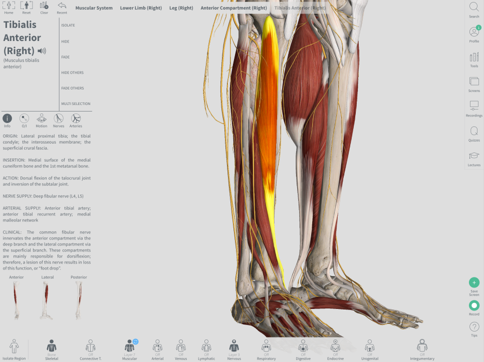 Leg &amp; Foot numbness pain 하지저림 회복을 위한 NMT (PREMED이준엽강사