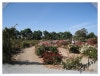 guadalupe river park san jose. -Guadalupe River Park 2002