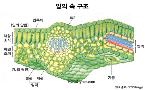 잎의 조직 : 네이버 블로그